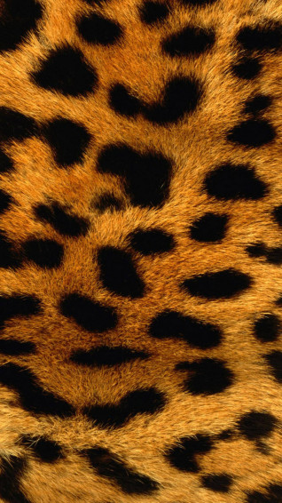 Leopard Print Wallpaper