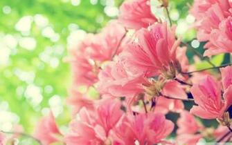 Spring Wallpaper HD Background Baltana