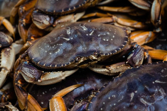 Dungeness Crab Wallpaper