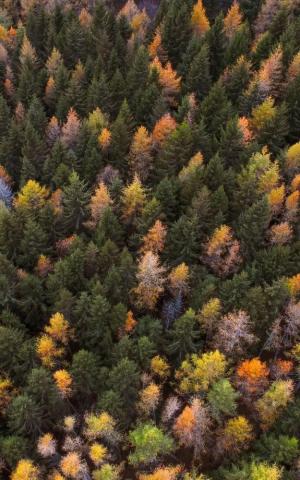 Wallpaper Paint Autumn Trees Aerial Forest