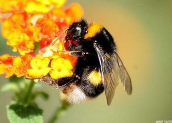 Bumble Bee Animal Wildlife