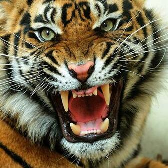 Animals Zoo Park Angry Tiger Face Pictures