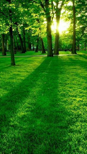 Park Dawn Lg G4 Wallpaper