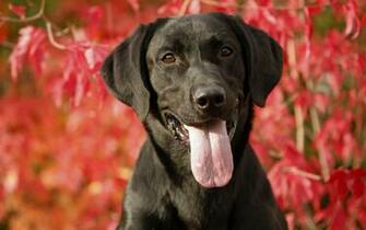 Black Labrador Retriever Smile HD Wallpaper Widescreen
