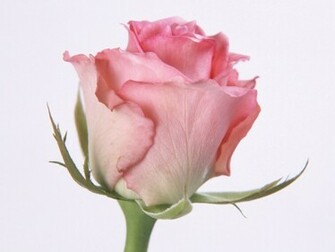 Beautiful Flowers Pictures Wallpaper Pink Roses