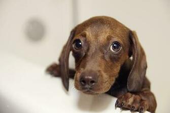 Dachshund Wallpaper Animals Dogs HD Desktop