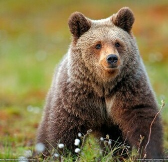 Grizzly Bear Wallpaper High