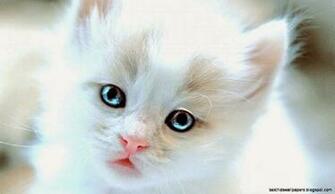 Cat Desktop Background 3d HD Wallpaper