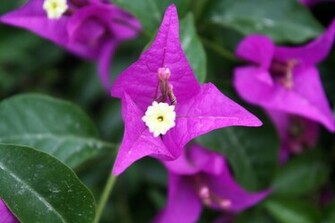 Tropical Flowers