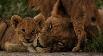 Pics Photos Lion Cubs Lioness Protecting Desktop