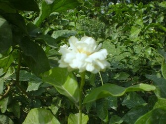Jasmine Flowers Wallpaper