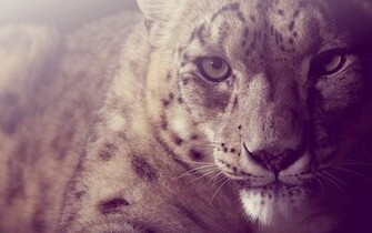 Wild Cat Wallpaper