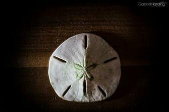 Sand Dollar Wallpaper Wednesday Of Jpg
