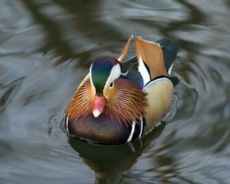 Duck Wallpaper Background