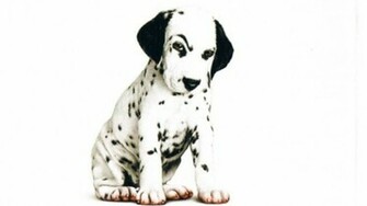 Dalmatians Wallpaper