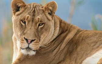 Lioness Wallpaper