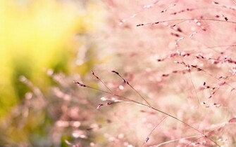 Pink Nature Wallpaper Desktop