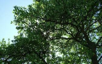 Name Cool Wallpaper Of Nature Image Spring