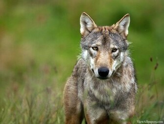 Animal Planet Wolf Wallpaper High Resolution