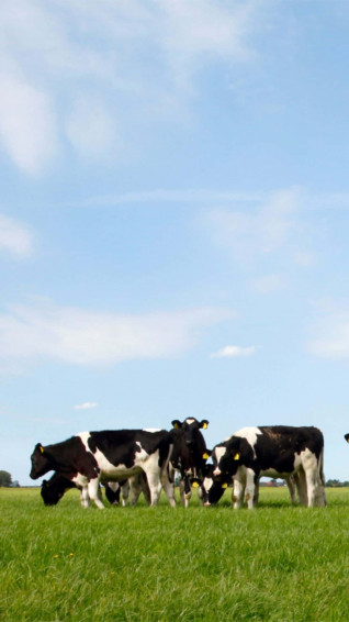 Listen To The Herd And Get Your Newest Cow iPhone Wallpaper