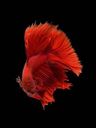 11154935 Live Tropical Fish