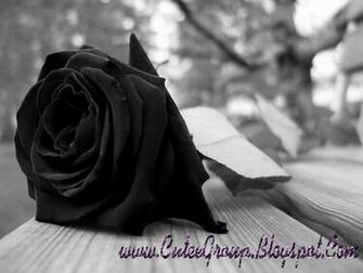 Real Black Rose Wallpaper