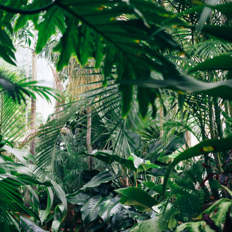 Plants Aesthetic Wallpaper