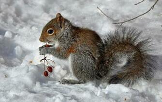 Wallpaper Of The Protein Berries Winter Snow Animals Large