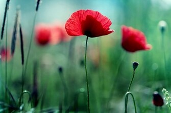 Poppies Wallpaper Poppy Green HD Desktop