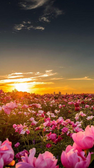 Summer Sunset Flowers iPhone Wallpaper Homescreen Background HD