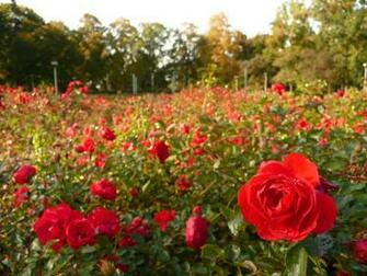 Rose Fields By Haiga