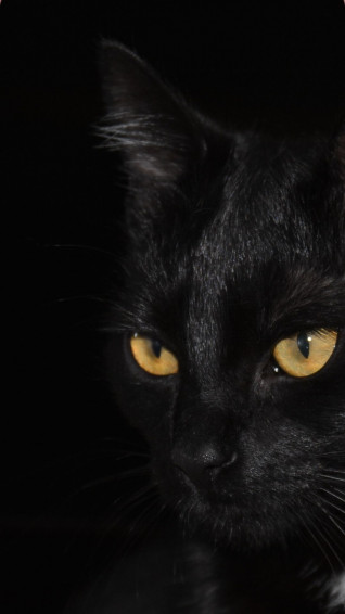 iPhone Black Cat Wallpaper Pictures Cute
