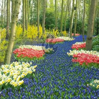 Spring Garden Keukenhof Gardens Lisse Holland Wallpaper HD