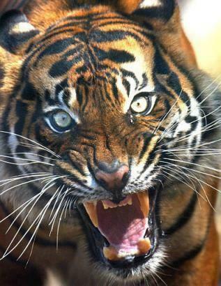 Image About Tiger Wallpaper