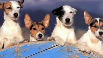 Jack Russell Line Up High Quality And Resolution