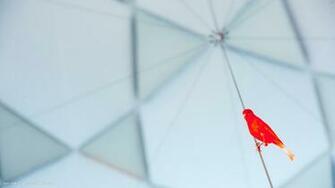 Canary Red Factor Bird Minimalistic HD Widescreen Wallpaper