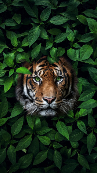 Cool Tiger Wallpaper For iPhone