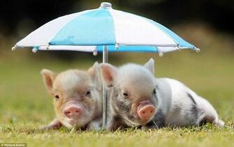 Back Imgs For Teacup Pig Wallpaper