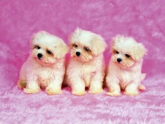Cute Dogs