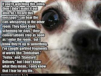 Funny Animals With Words HD Wallpaper Background In