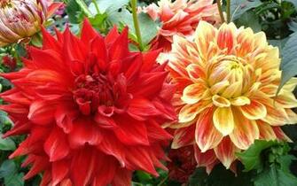 Dahlias Wallpaper