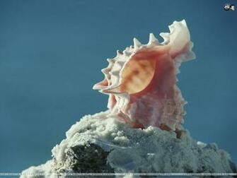 Seashells HD Wallpaper