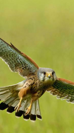 Raptor Animal Kestrel iPhone Wallpaper HD