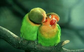 And Nice Birds Wallpaper HD For Android