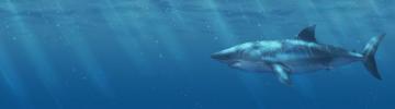 Hai Shark Dual Screen Wallpaper By Holzeisenbahn On