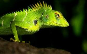 Explore The Collection Reptiles Lizards Lizard