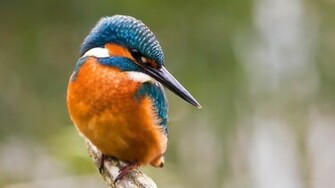 Perfect Kingfisher Wallpaper Photos
