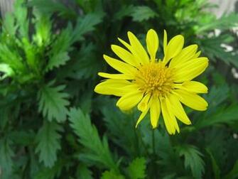 Yellow Daisy HD Wallpaper In Flowers Imageci