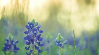 Bluebonnet Sunset HD Wallpaper