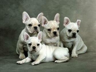 Perros De La Raza Bulldog Franc S Nuestros Amigos